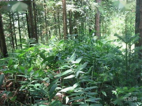 中药大发展 适合林下套种的药材品种大全