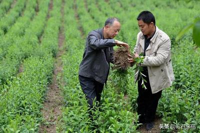从中国茶树被偷走说起:罗斯柴尔德集团进驻药王谷,图什么?